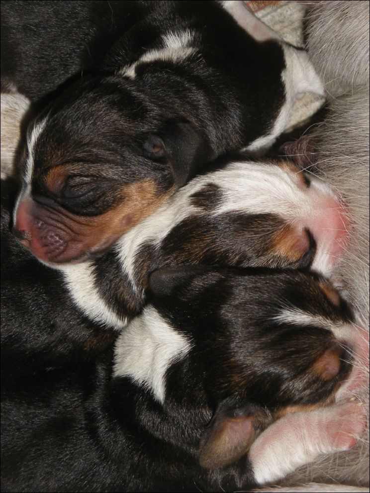cuccioli amelie-11